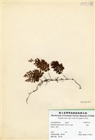 藏品(蕗蕨)的圖片